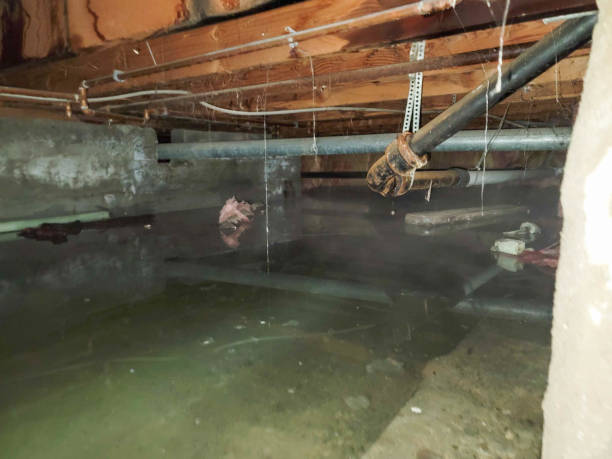 Carpet water damage restoration in Spring Valley, AZ